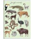 5x ZESZYT TOP 2000 A5 32 KARTKI POLIPROPYLEN ANIMALS KRATKA KAŻDY INNY