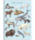 5x ZESZYT TOP 2000 A5 32 KARTKI POLIPROPYLEN ANIMALS KRATKA KAŻDY INNY